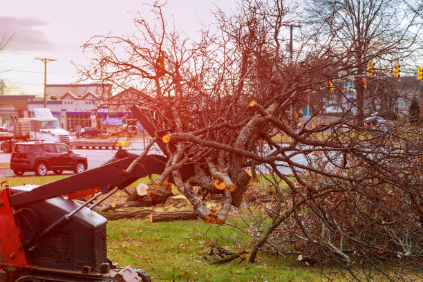 Best Seasonal Cleanup (Spring/Fall)  in Shelbyville, TN