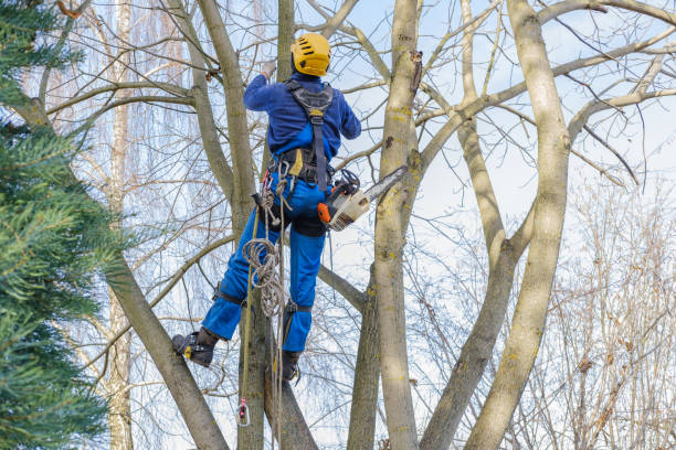 How Our Tree Care Process Works  in  Shelbyville, TN